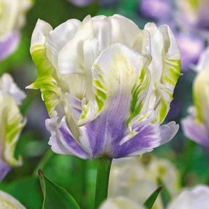 Тюльпан Уайт Лизарт купить по цене от 360р. в интернет-магазине «Посадика» с доставкой почтой в в Краснотурьинске и по всей России – [изображение №1].