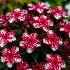 Флокс Ливер Гриммер купить по цене от 590р. в интернет-магазине «Посадика» с доставкой почтой в в Краснотурьинске и по всей России – [изображение №1].