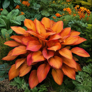 Хоста Солнечный Нектар купить по цене от 605р. в интернет-магазине «Посадика» с доставкой почтой в в Краснотурьинске и по всей России – [изображение №1].