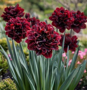 Нарцисс Малиновая Вуаль купить по цене от 3000р. в интернет-магазине «Посадика» с доставкой почтой в в Краснотурьинске и по всей России – [изображение №1].