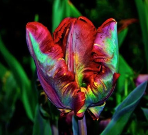 Тюльпан Эирпрайз купить по цене от 270р. в интернет-магазине «Посадика» с доставкой почтой в в Краснотурьинске и по всей России – [изображение №1].