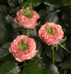 Роза Амбер Инчант купить по цене от 495р. в интернет-магазине «Посадика» с доставкой почтой в в Краснотурьинске и по всей России – [изображение №1].