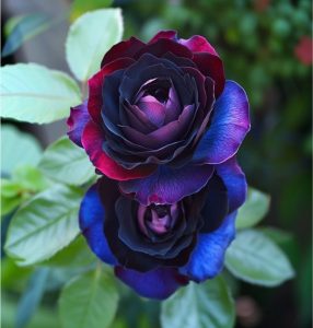 Роза Скарлет Рэвери купить по цене от 489р. в интернет-магазине «Посадика» с доставкой почтой в в Краснотурьинске и по всей России – [изображение №1].