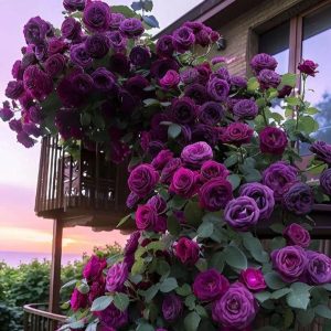 Роза Плетистая Плум Пэшн купить по цене от 610р. в интернет-магазине «Посадика» с доставкой почтой в в Краснотурьинске и по всей России – [изображение №1].