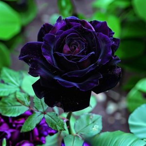 Роза Блэк Пантер купить по цене от 319р. в интернет-магазине «Посадика» с доставкой почтой в в Краснотурьинске и по всей России – [изображение №1].