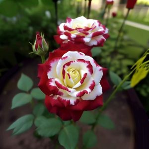 Роза Роял Глом купить по цене от 401р. в интернет-магазине «Посадика» с доставкой почтой в в Краснотурьинске и по всей России – [изображение №1].