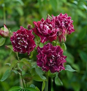 Роза Опаловый Пейзаж купить по цене от 490р. в интернет-магазине «Посадика» с доставкой почтой в в Краснотурьинске и по всей России – [изображение №1].