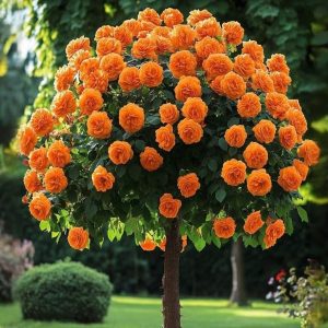 Роза Солнечный Шарм купить по цене от 349р. в интернет-магазине «Посадика» с доставкой почтой в в Краснотурьинске и по всей России – [изображение №1].