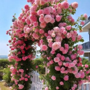 Роза Пастель Розе купить по цене от 605р. в интернет-магазине «Посадика» с доставкой почтой в в Краснотурьинске и по всей России – [изображение №1].