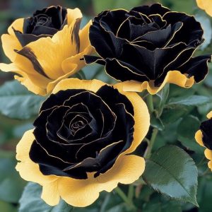 Роза Ханни Сикл купить по цене от 700р. в интернет-магазине «Посадика» с доставкой почтой в в Краснотурьинске и по всей России – [изображение №1].