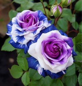 Роза Айвори Каскад купить по цене от 420р. в интернет-магазине «Посадика» с доставкой почтой в в Краснотурьинске и по всей России – [изображение №1].