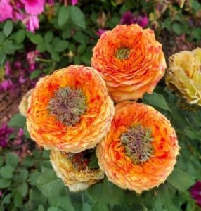 Роза Золотой Мираж купить по цене от 420р. в интернет-магазине «Посадика» с доставкой почтой в в Краснотурьинске и по всей России – [изображение №1].